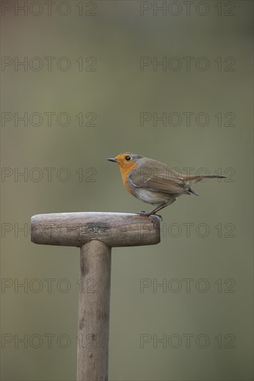 European robin