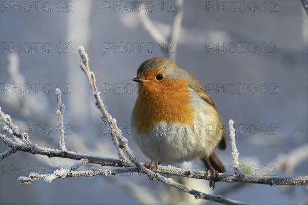 European robin