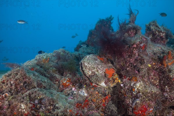 Spiny oyster