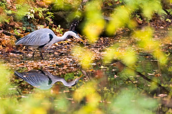 Grey heron