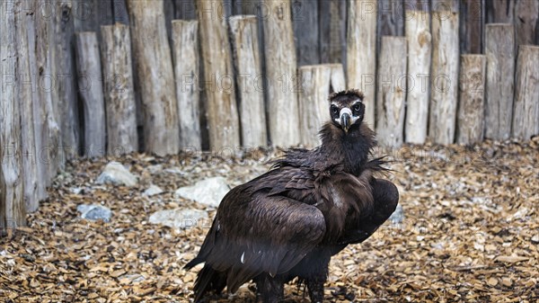 Cinereous vulture