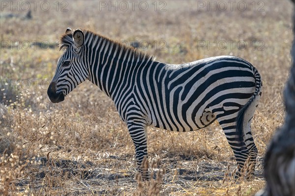 Plains Zebra of the subspecies crawshay's zebra