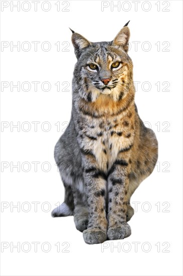 Bobcat