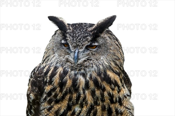 Eurasian eagle-owl