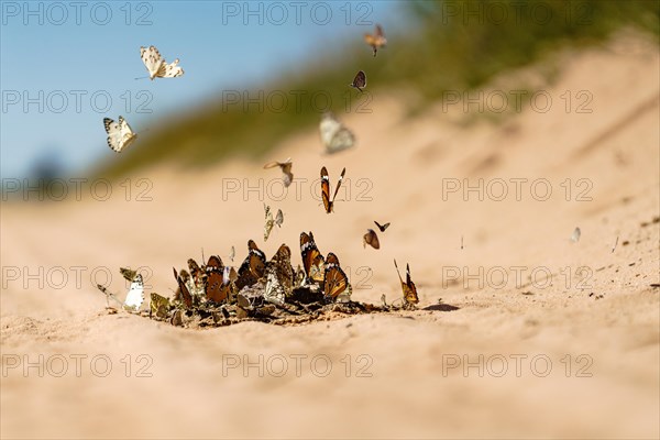 Many butterflies