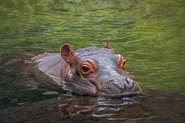 Close up of cute baby common hippopotamus