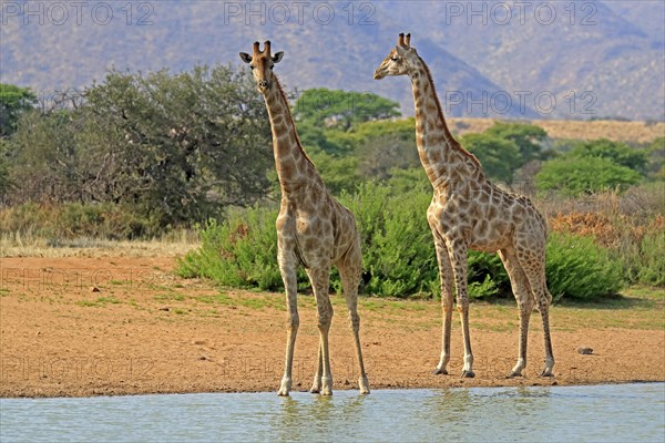 Southern giraffe