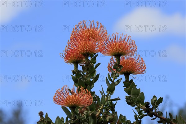 Pincushion Protea