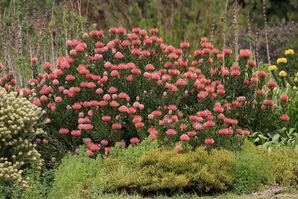 Pincushion Protea