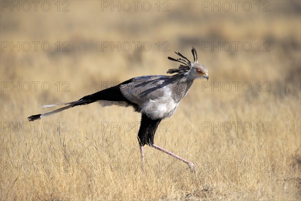 Secretary bird