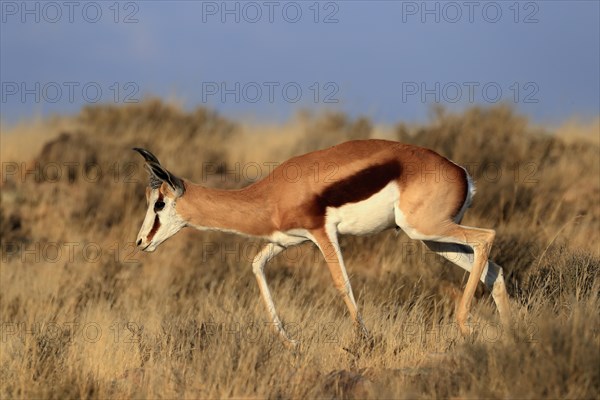 Springbok