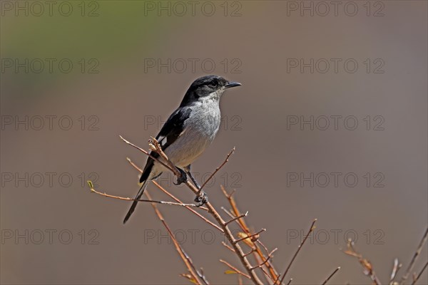 Shrike Flycatcher