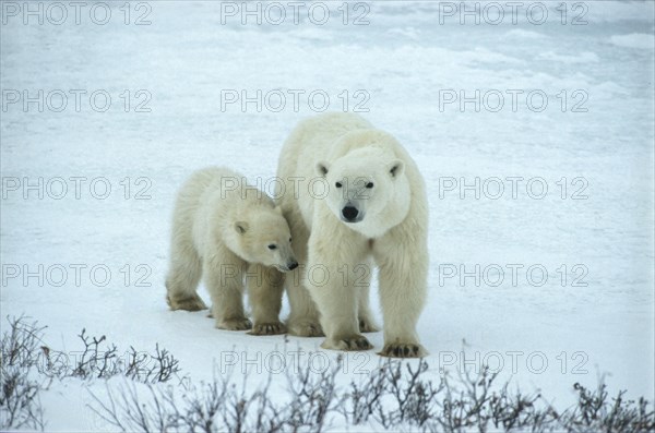 Polar bear