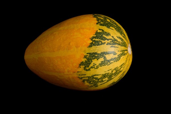 Colorful pumpkin on a black background. In studio