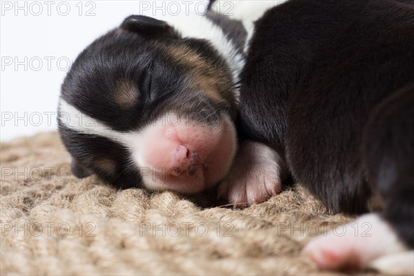 Ten days old puppies of the Welsh Corgi Pembroke