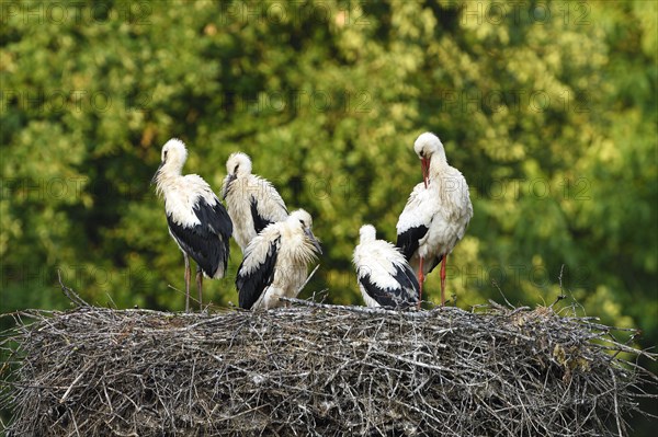 White Stork