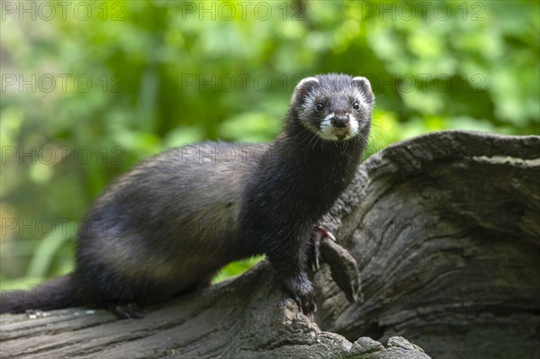 European polecat