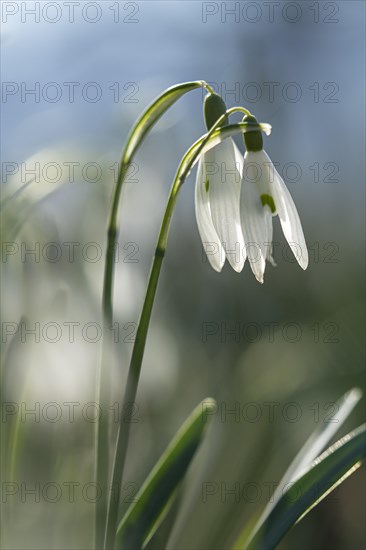 Common snowdrop