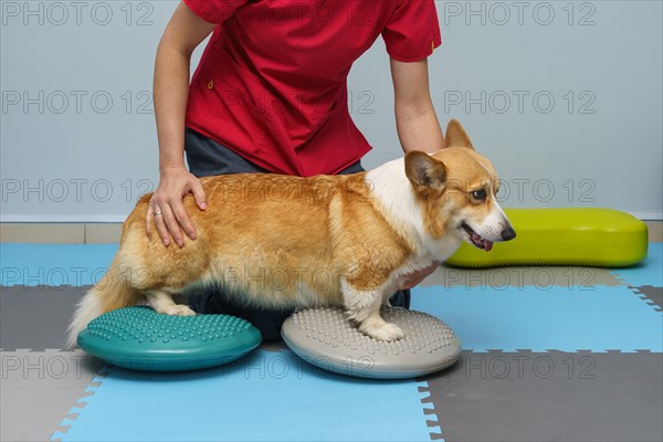 Dog rehabilitation under human care. Animal health