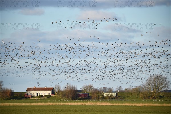 Canada Geese