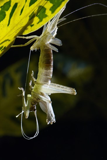 Molting grasshopper hanging on a leaf