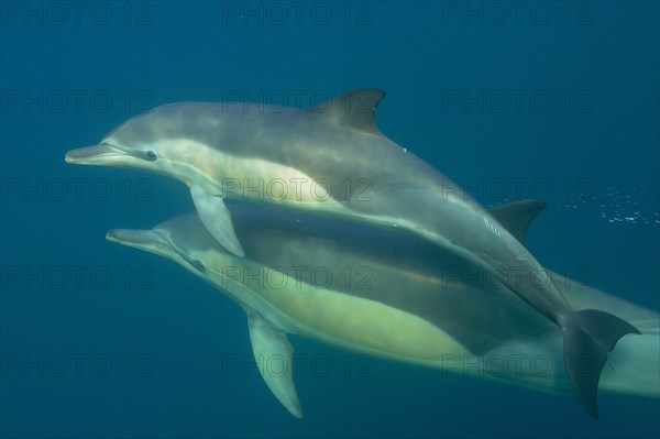 Short-beaked common dolphin