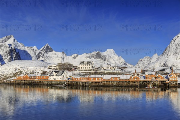 Yellow rorbuer in winter