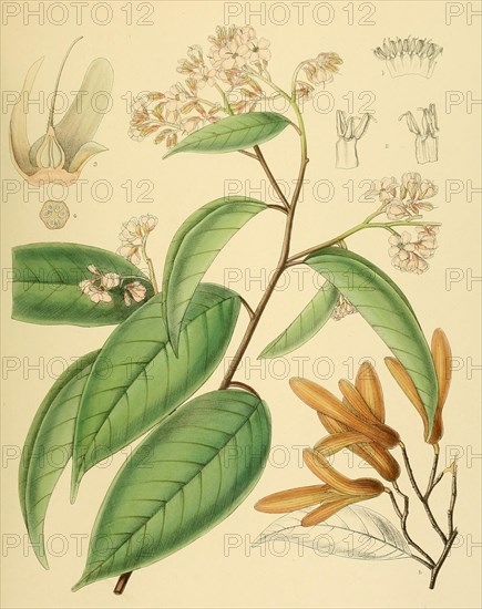 Doona congestiflora