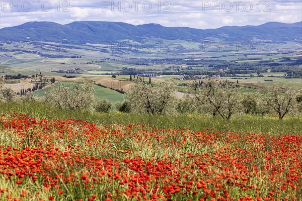 Landscape with poppies and olive trees