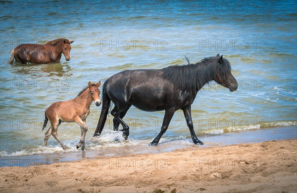 Horse family at Buir Lake. Dornod Province. Mongolia