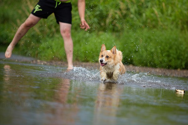 Corgi dog running on water in river a catching stick. Summer