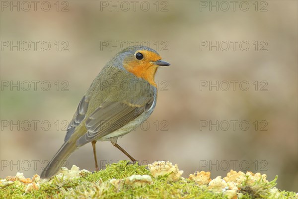 European robin