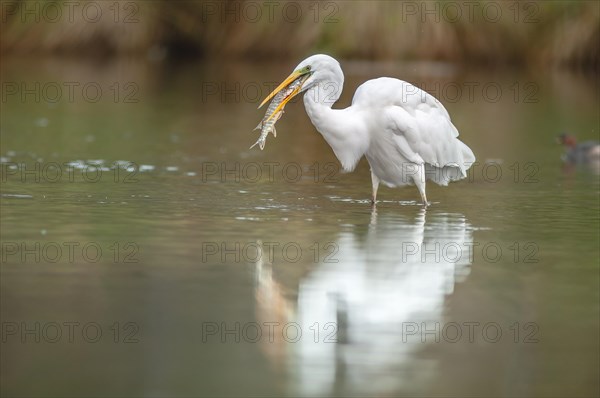 A large egret