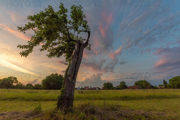 Old apple tree in an orchard at sunset. Alsace