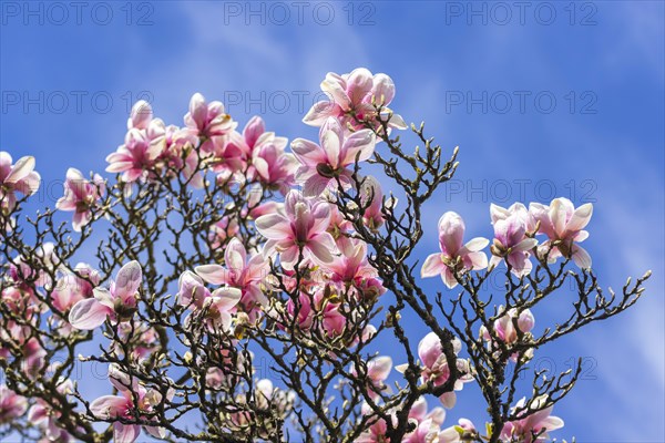 Flowering of magnolias at Wilhelma