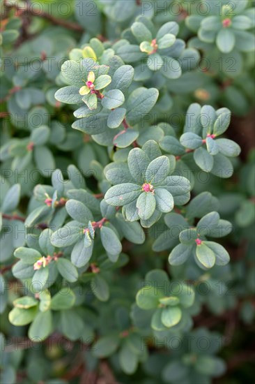 Bog bilberry