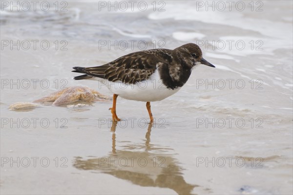 Ruddy turnstone