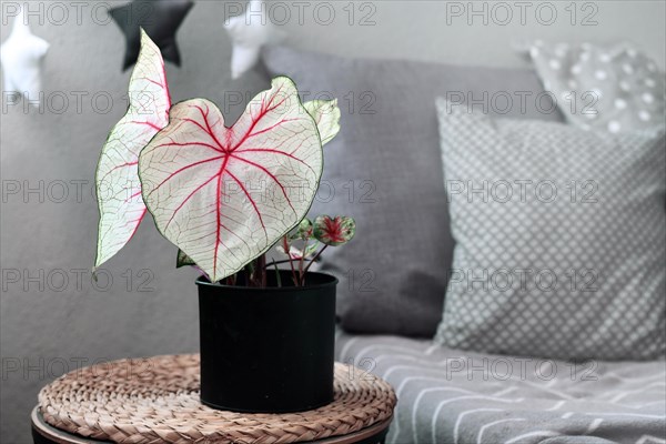 Leaf of caladium plant with pink veins