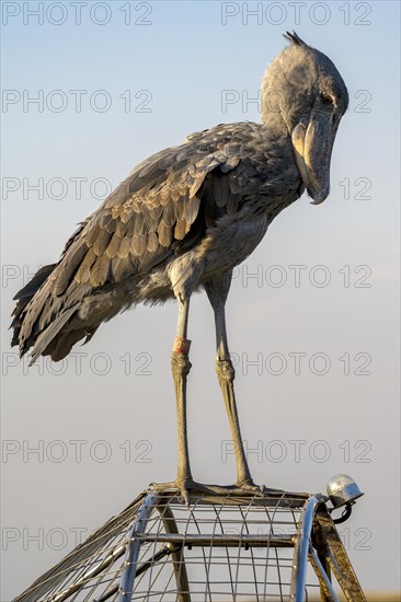 Shoebill