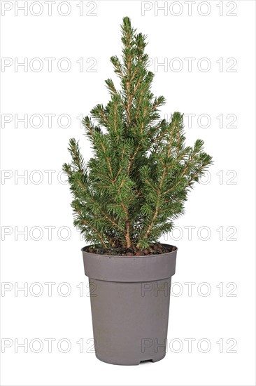 Small 'Picea Glauca' spruce tree in pot on white background