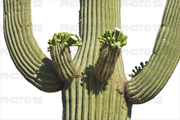 Saguaro