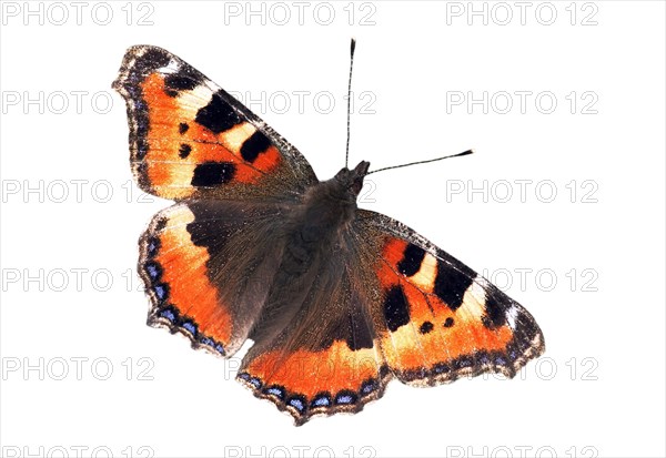 Small tortoiseshell