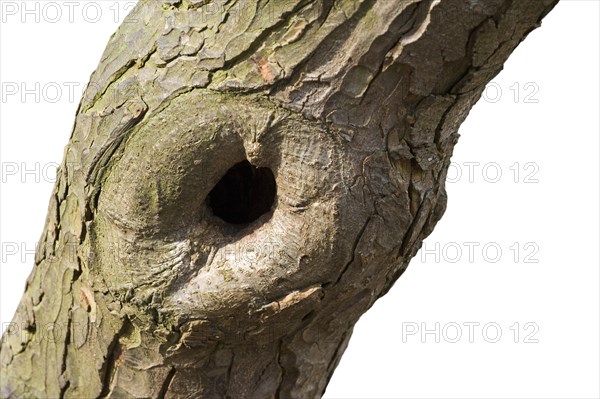 Pruning scar offering nesting cavity in European beech