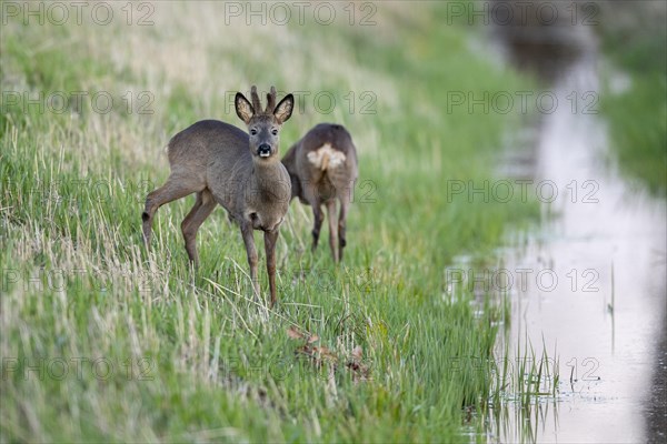 European roe deer