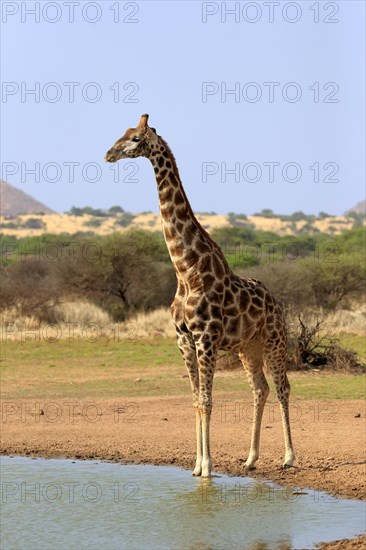 Southern giraffe