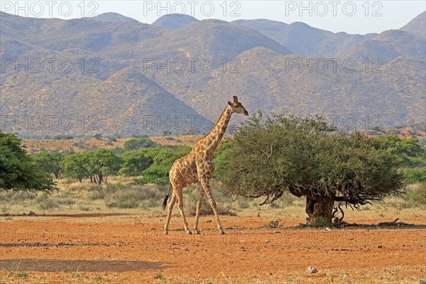 Southern giraffe