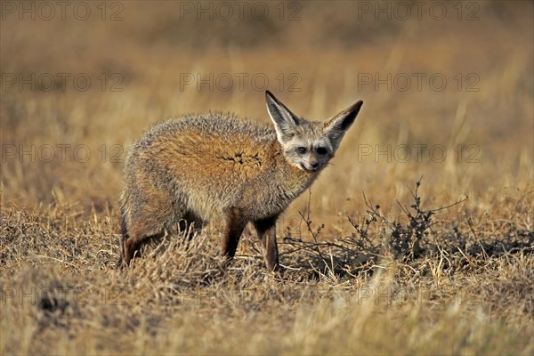 Bat-eared fox