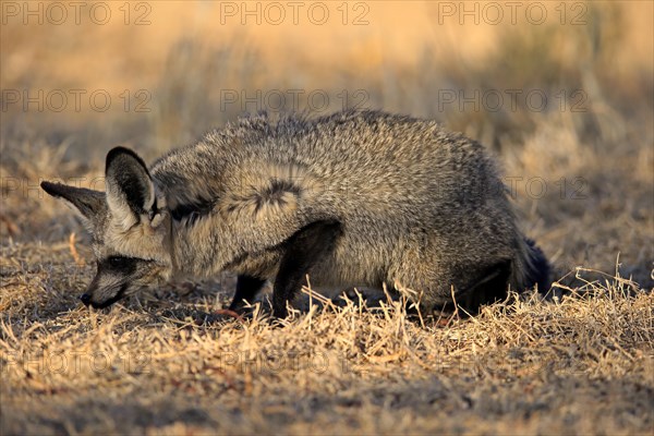 Bat-eared fox