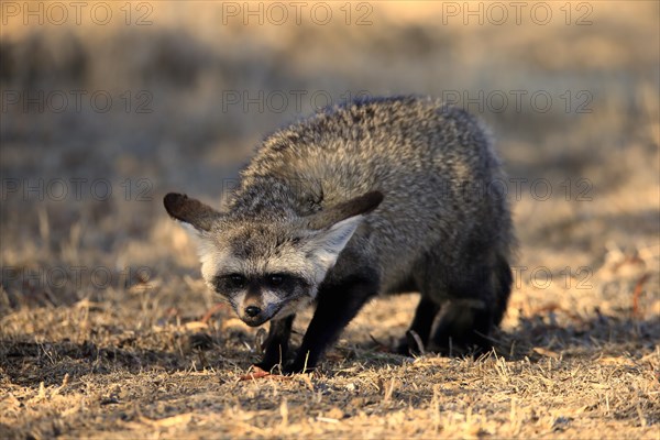 Bat-eared fox