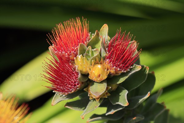 Pincushion Protea